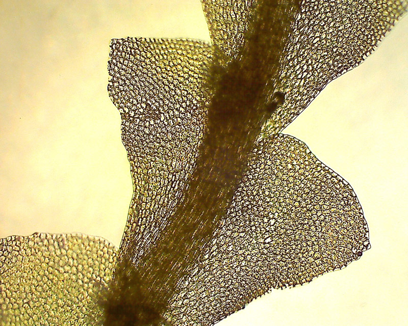 Calypogeia sphagnicola